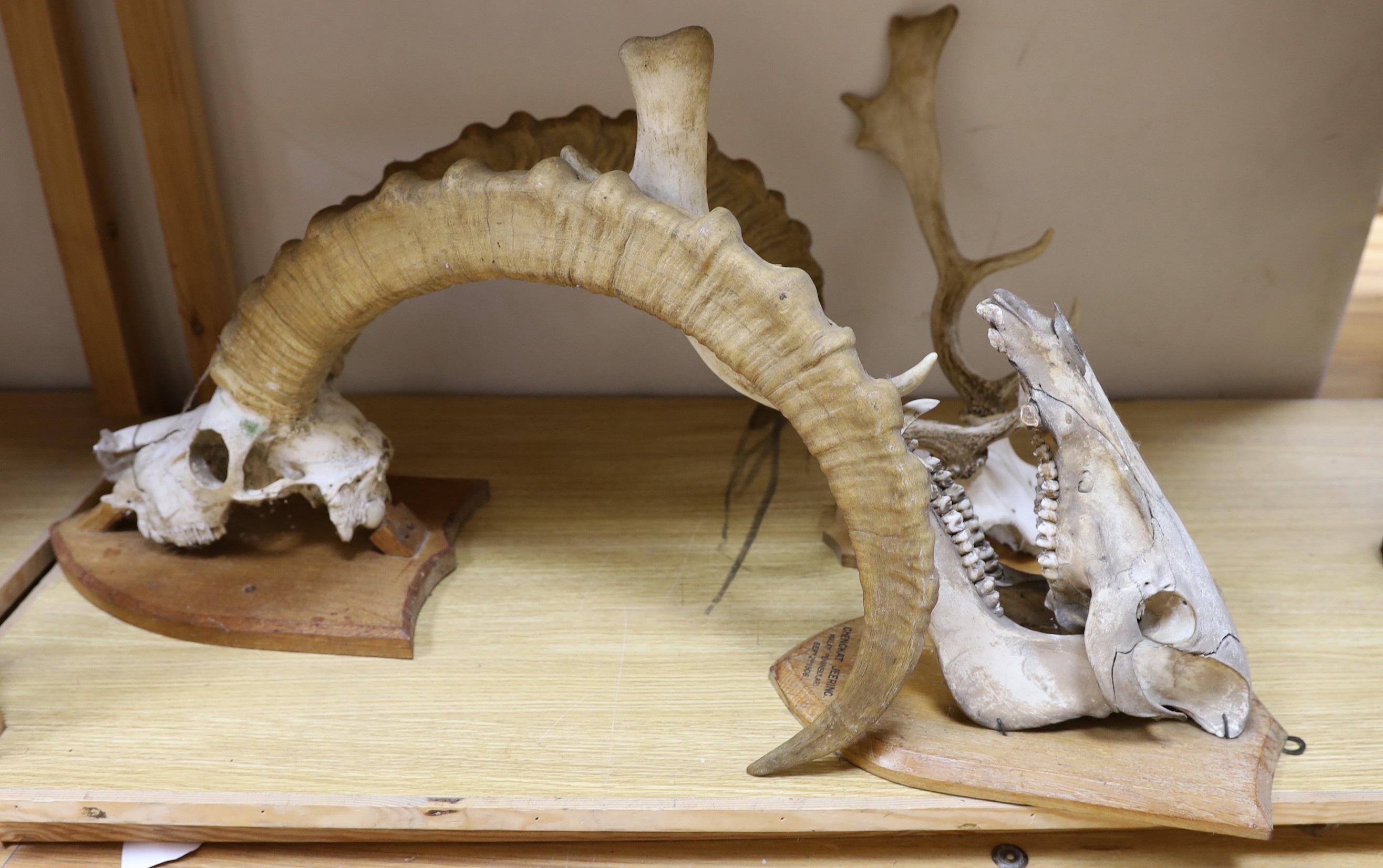 Animal anatomy - A pair of mounted Ibex horns on a skull and shield, approximately 68 cm high, a mounted Wild Boar skull, labelled Malay peninsula September 2, 1906, and a mounted pair of deer horns